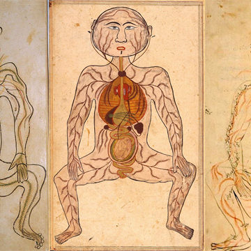 Similar manuscripts of work on anatomy contained illustrated chapters on five systems of the body: bones, nerves, muscles, veins and arteries. This page depicts the arteries, with the internal organs shown in watercolors